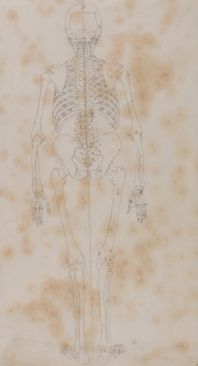 Porównawcza anatomiczna ekspozycja budowy ciała ludzkiego z ciałem tygrysa i ko... autorstwa George Stubbs