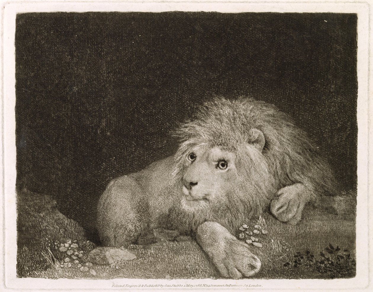 Lew (A Recumbent Lion) rytowany przez artystę, wyd. 1788 autorstwa George Stubbs