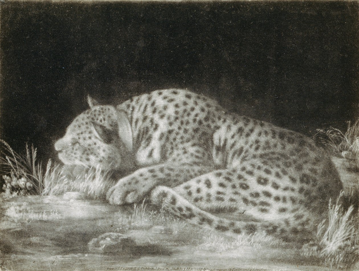Tygrys (śpiący gepard) (mezzotinta) autorstwa George Stubbs