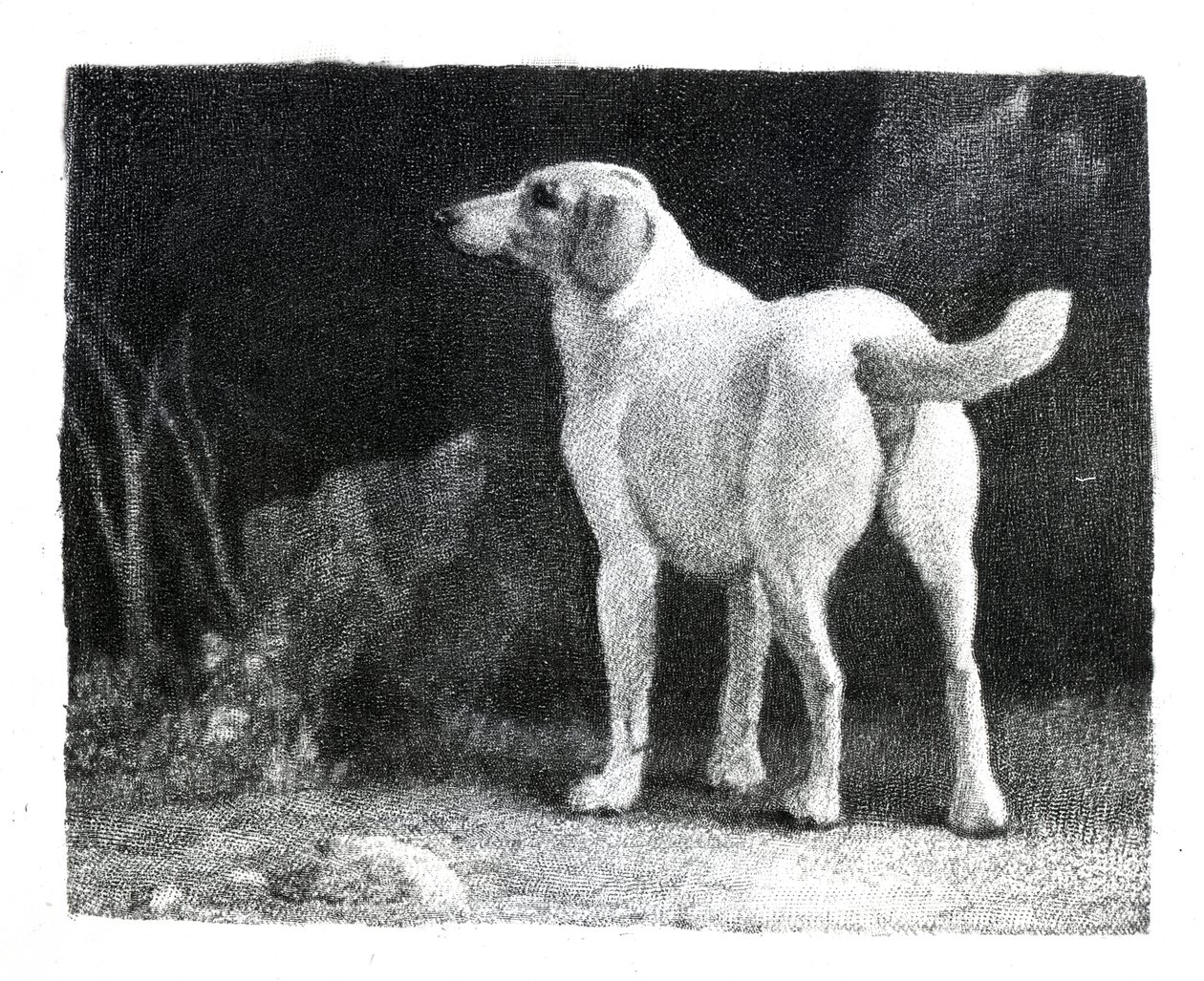Pies, 1788 autorstwa George Stubbs