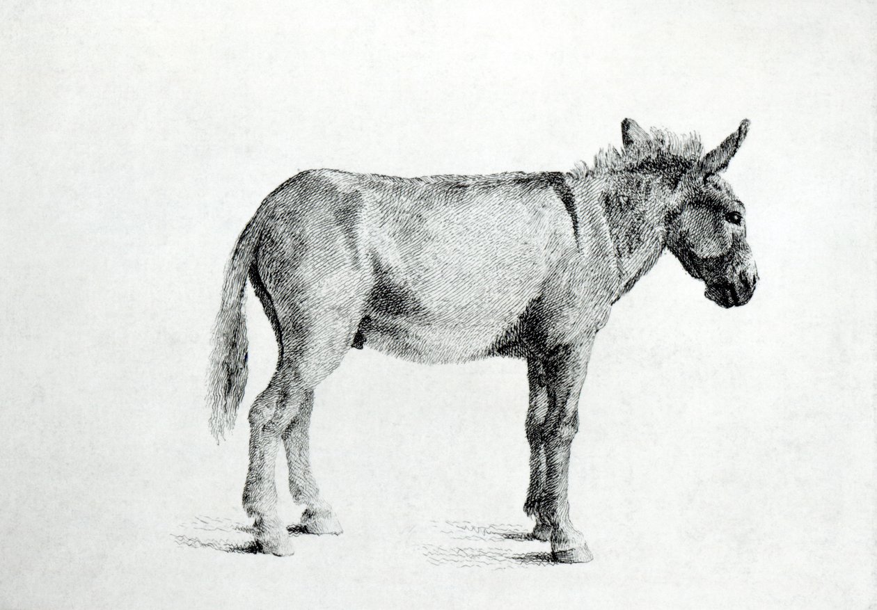 Osioł 1766 (pióro i atrament na papierze) autorstwa George Stubbs