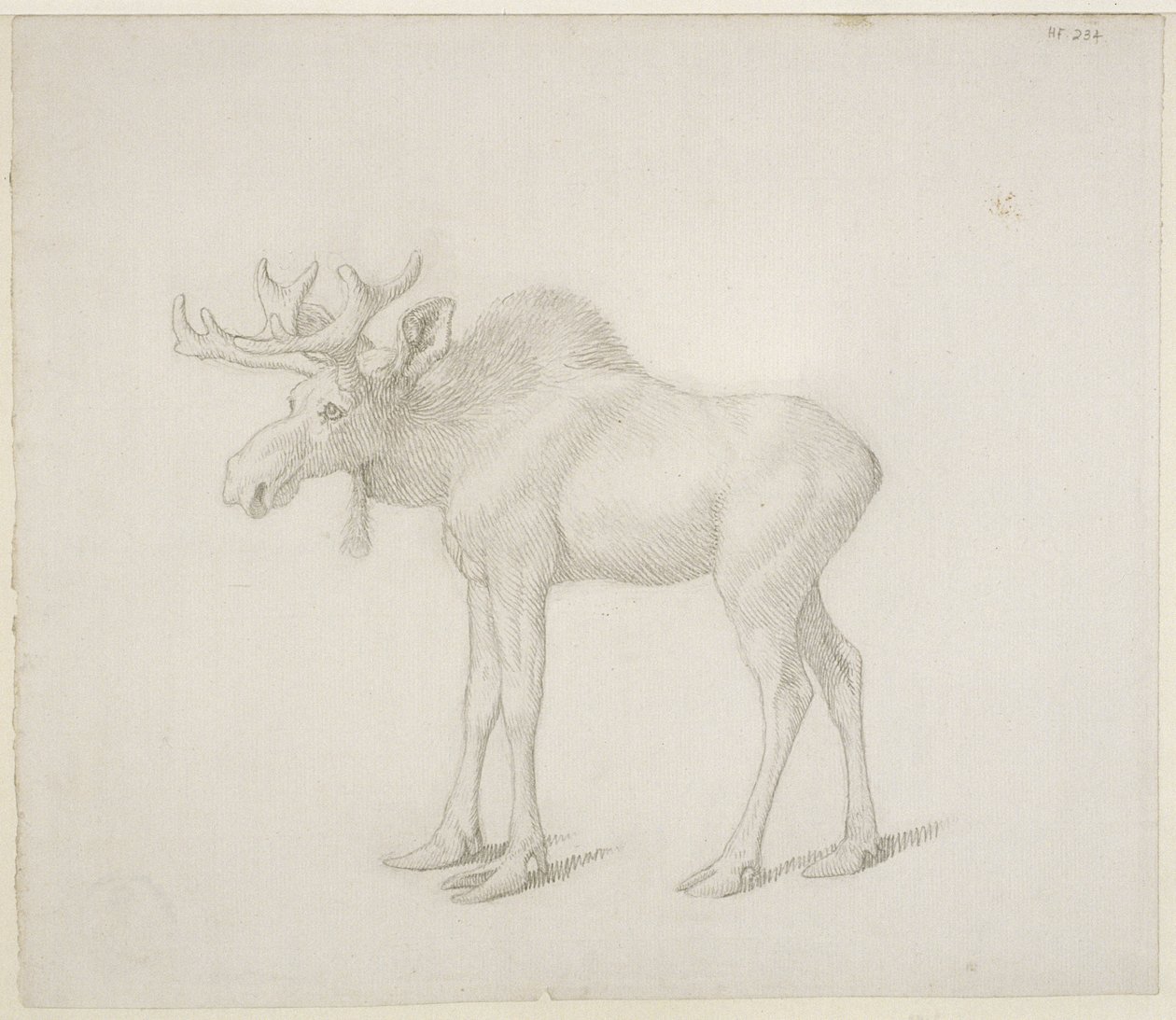 Rysunek drugiego byka księcia Richmond autorstwa George Stubbs