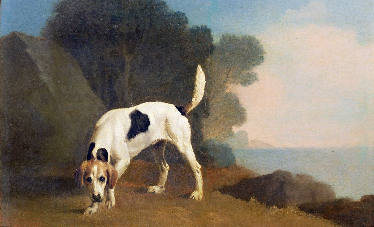 Foxhound na zapachu, ok. 1760 (olej na papierze ułożony na płycie) autorstwa George Stubbs