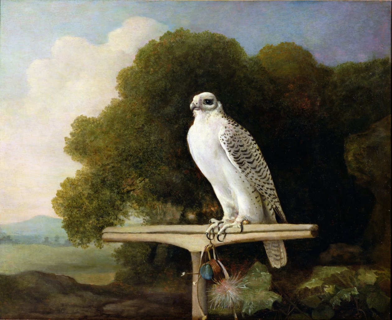 Sokół grenlandzki (sokół szary), 1780 autorstwa George Stubbs