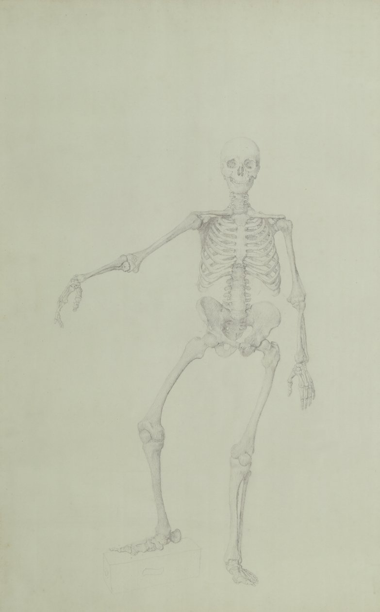 Szkielet człowieka, widok z przodu, wyprostowane prawe ramię, ilustracja z „Porównawczej anatomicznej ekspozycji struktury ciała ludzkiego z ciałem tygrysa i ptactwa zwyczajnego”, 1795-1806 (gra autorstwa George Stubbs