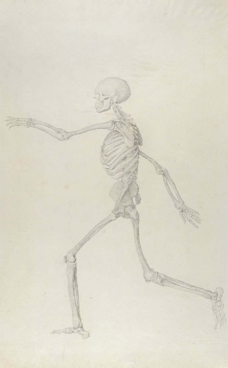 Ludzki szkielet, widok boczny widziany z lewej strony, bieganie, ilustracja z „Porównawczej anatomicznej ekspozycji struktury ciała ludzkiego z ciałem tygrysa i drobiu zwyczajnego”, 1795-1806 ( autorstwa George Stubbs