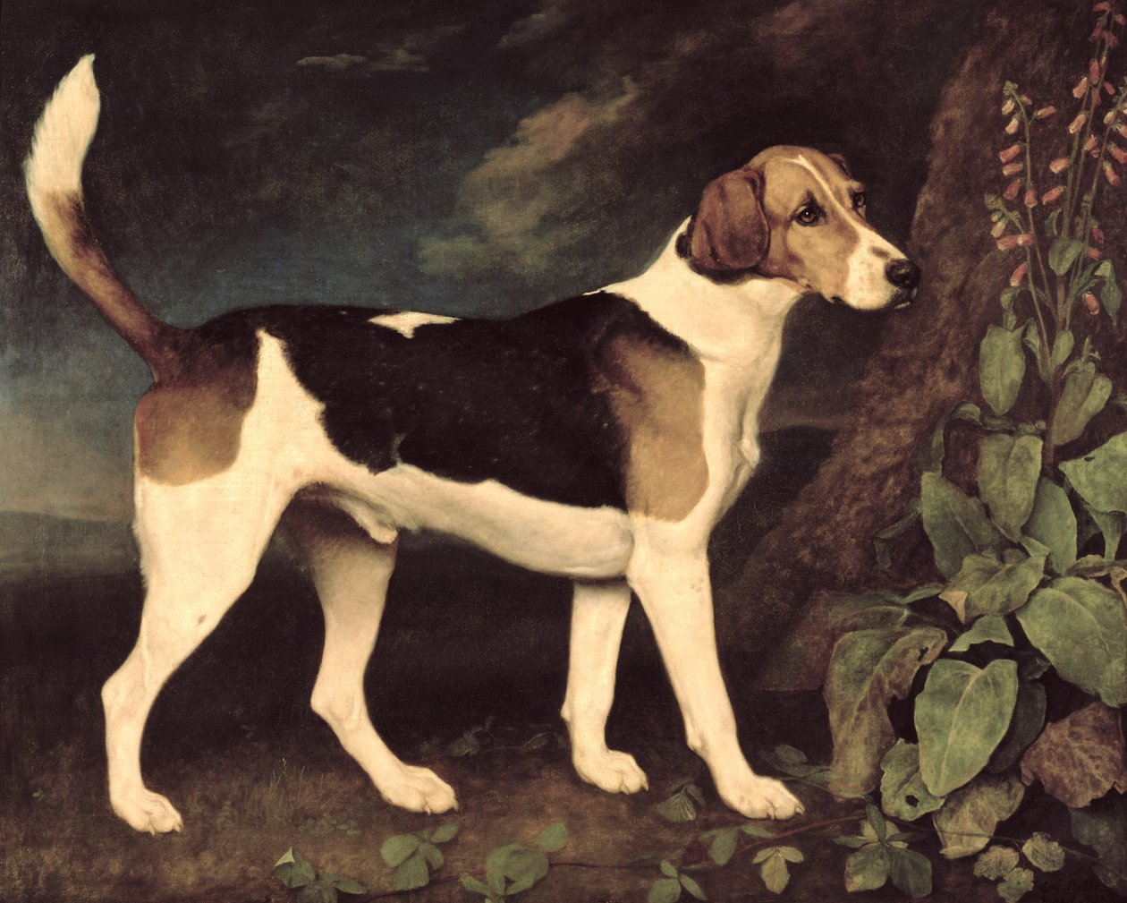 Ringwood, Brocklesby Foxhound, 1792 autorstwa George Stubbs