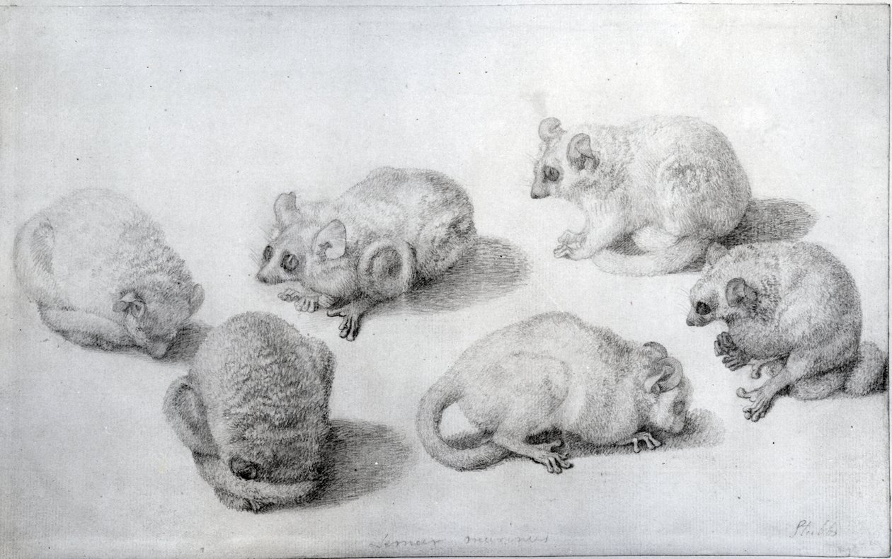 Studia lemura, 1773 (grafit na papierze) autorstwa George Stubbs