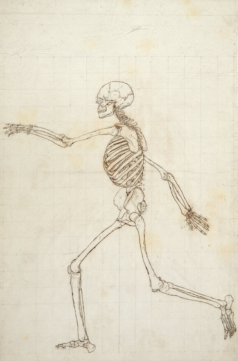 Studium postaci ludzkiej, widok boczny, z „Porównawczej anatomicznej ekspozycji struktury ciała ludzkiego z ciałem tygrysa i drobiu zwyczajnego”, 1795-1806 (pióro i atrament oraz grafit na autorstwa George Stubbs
