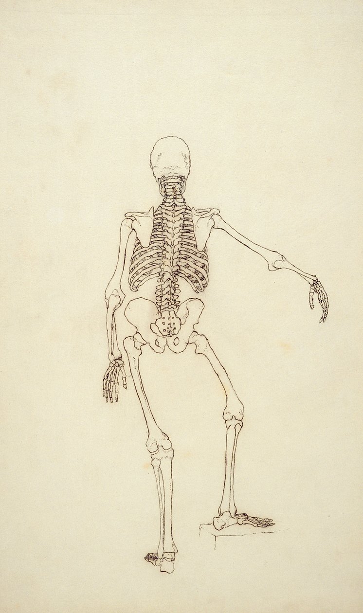 Studium postaci ludzkiej, widok z tyłu, z "Anatomicznej ekspozycji porównawczej budowy ciała ludzkiego z ciałem tygrysa i ptactwa domowego", 1795-1806 (pióro i tusz, grafit na papierze) autorstwa George Stubbs