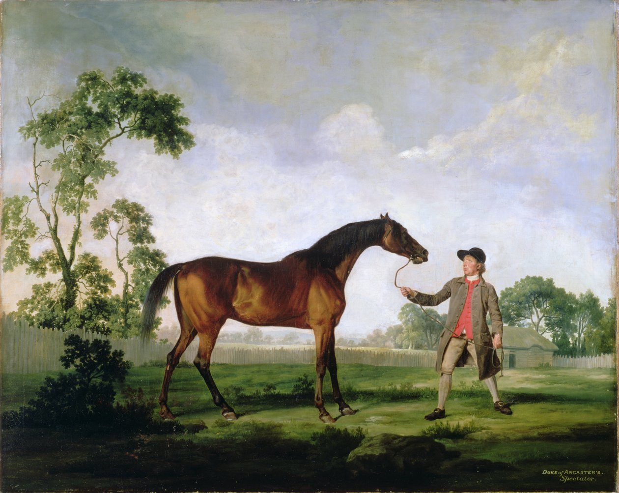 Gniady ogier księcia Ancaster Spectator, trzymany przez stajennego, ok. 1762-5 autorstwa George Stubbs