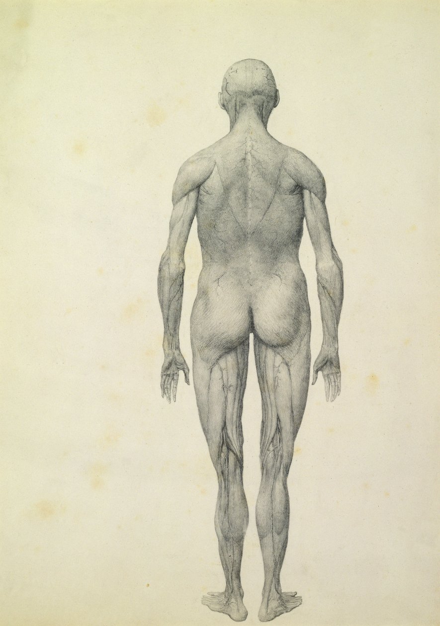 Žmogaus figūra, vaizdas iš priekio, iš serijos „Lyginamoji anatominė žmogaus kūno ir tigro ir paprastosios vištos struktūros ekspozicija“, 1795–1806 (grafitas ant popieriaus) autorstwa George Stubbs