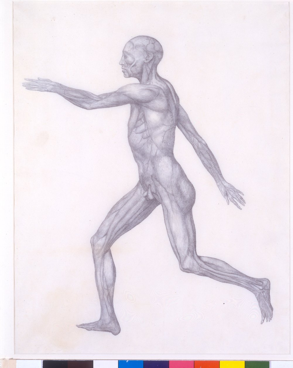 Figura ludzka, widok z boku, z serii „Porównawcze anatomiczne wystawienie budowy ciała ludzkiego z ciałem tygrysa i drobiu zwyczajnego, 1795-1806 (grafit na papierze) autorstwa George Stubbs