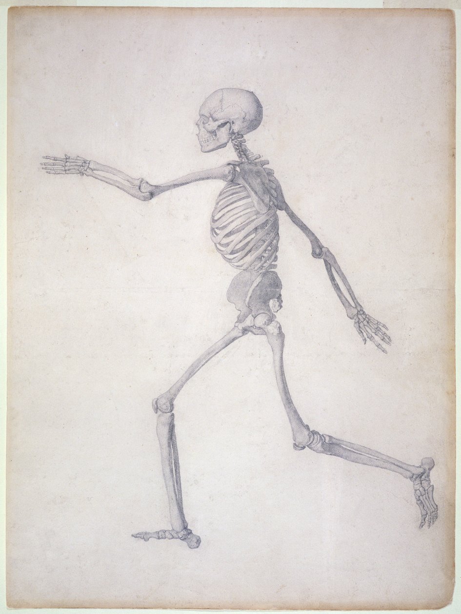 Szkielet człowieka, widok z boku, z cyklu „Porównawcze przedstawienie anatomiczne budowy ciała ludzkiego z ciałem tygrysa i drobiu pospolitego, 1795-1806 (grafit na papierze) autorstwa George Stubbs