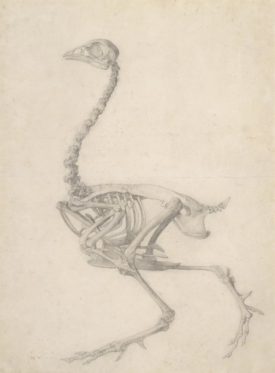 Szkielet ptaka, z cyklu "Porównawcze anatomiczne wystawienie budowy ciała ludzkiego z ciałem tygrysa i drobiu zwyczajnego", 1795-1806 (grafit na papierze) autorstwa George Stubbs