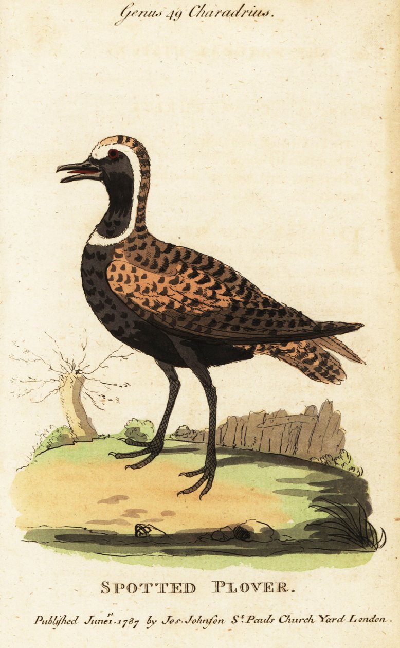 Sieweczka złota lub sieweczka plamista , Pluvialis dominica autorstwa George (after) Edwards
