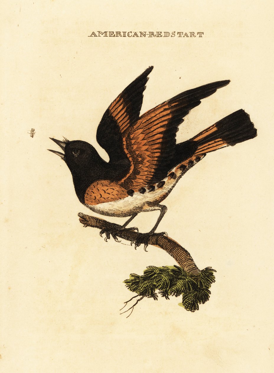 Kopciuszek amerykański , Setophaga ruticilla autorstwa George (after) Edwards