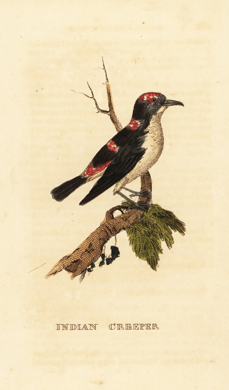 Pnącze amerykańskie lub pnącze brunatne, Certhia americana autorstwa George (after) Edwards