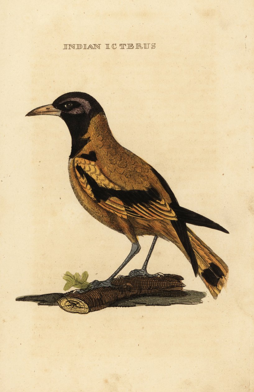 Wilga Audubona lub wilga czarnogłowa , Icterus graduacauda autorstwa George (after) Edwards