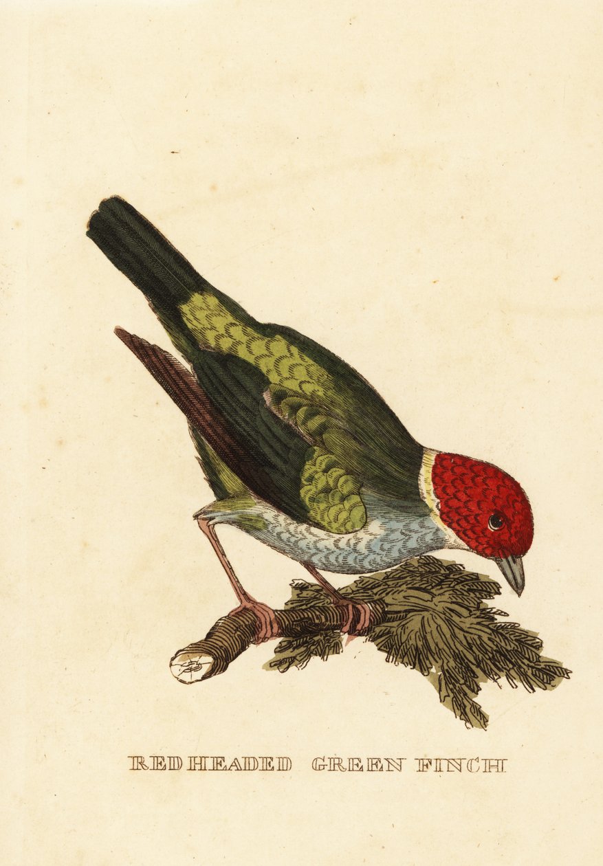 Gniady tanager , Tangara gyrola autorstwa George (after) Edwards