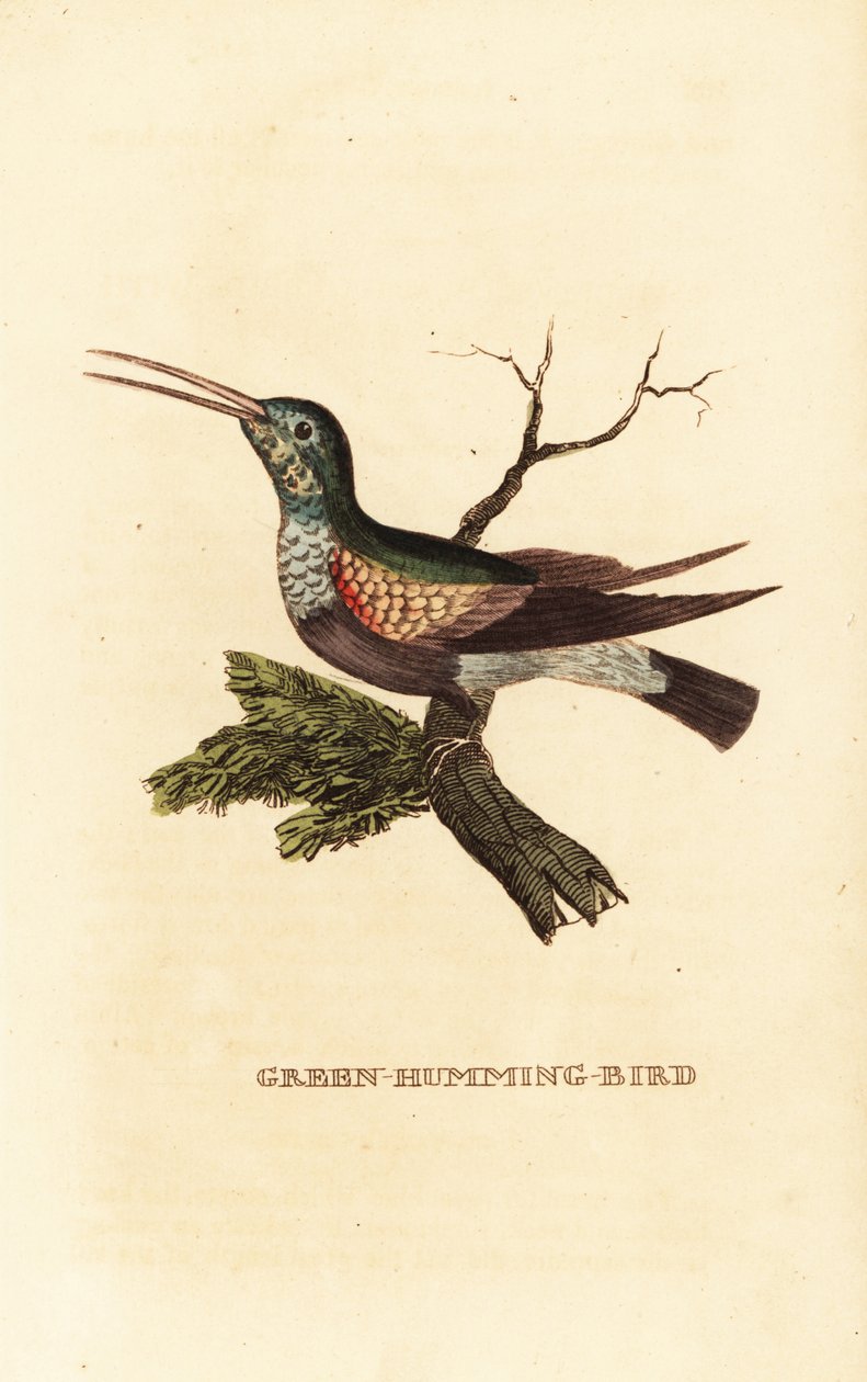 Koliber czarnobrzuchy , Eupherusa nigriventris, samica autorstwa George (after) Edwards