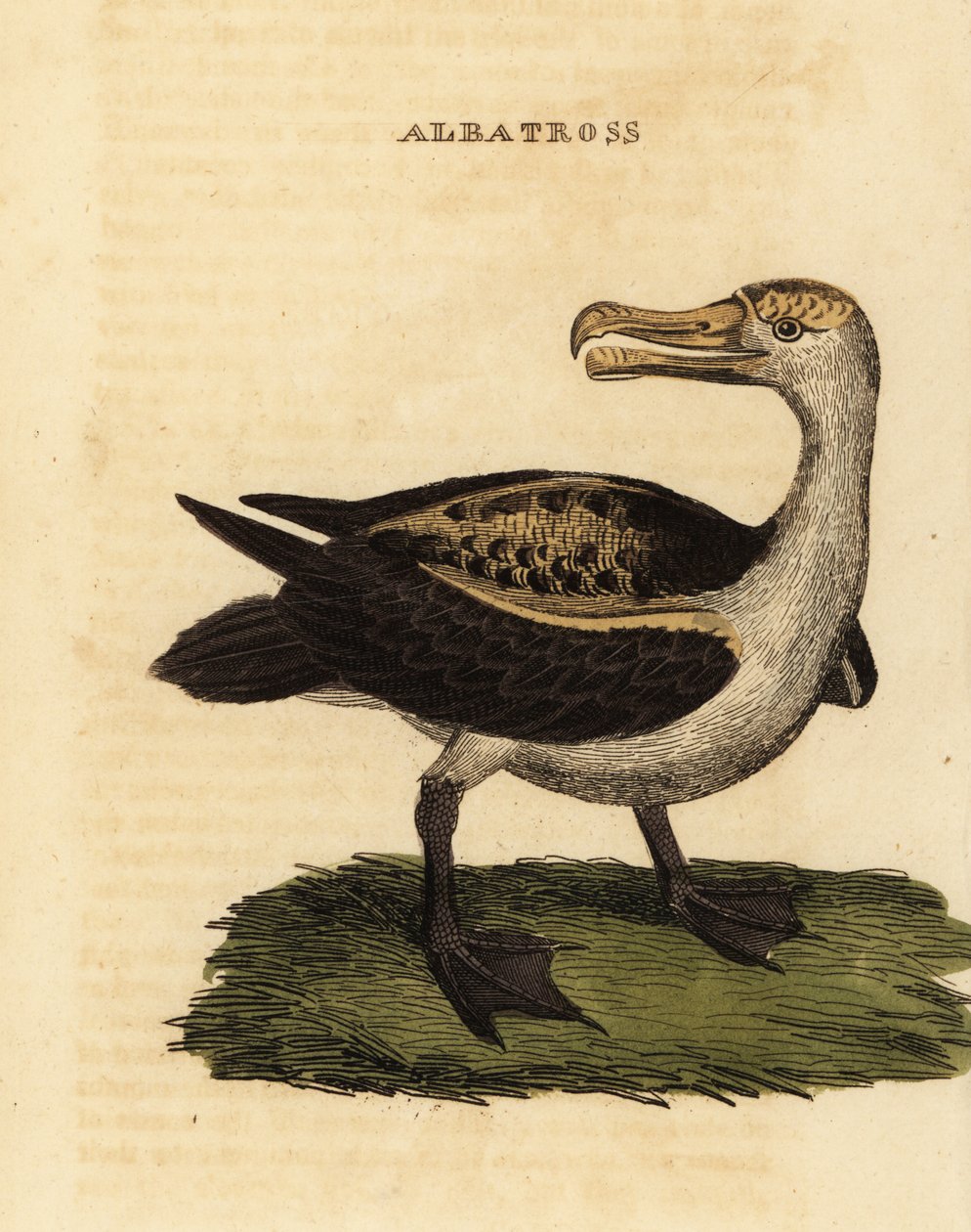 Albatros czarnobrewy, Thalassarche melanophris autorstwa George (after) Edwards