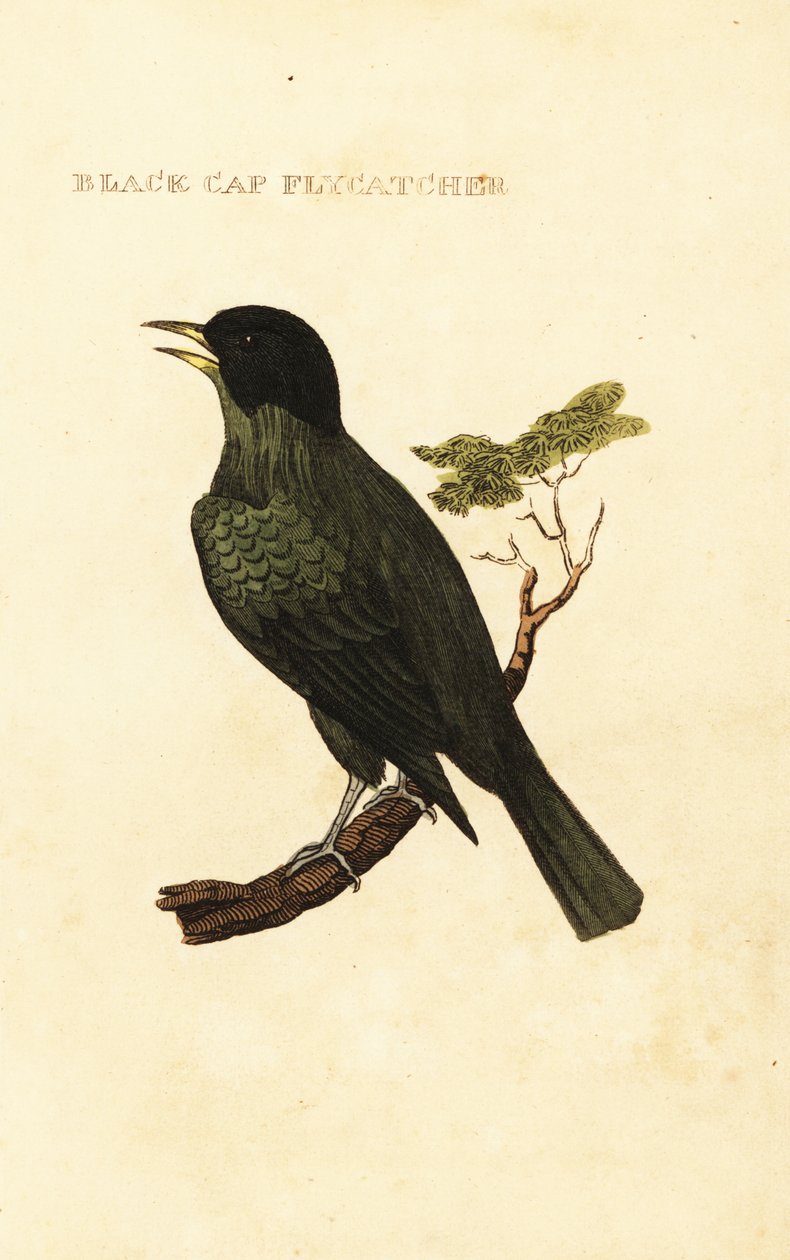 Bilbil czarnogłowy , Pycnonotus melanicterus autorstwa George (after) Edwards