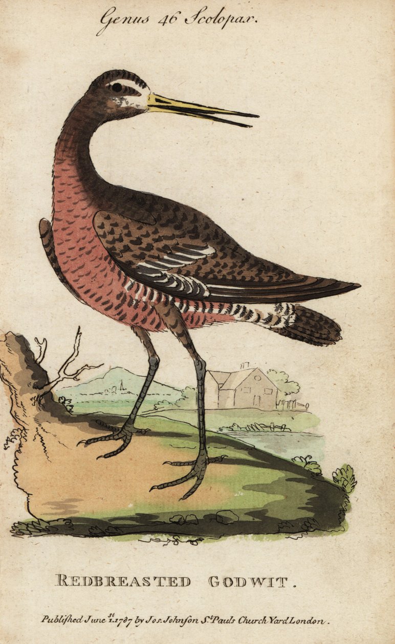 rycyk czarnoogoniasty lub rycyk rudy , Limosa limosa autorstwa George (after) Edwards