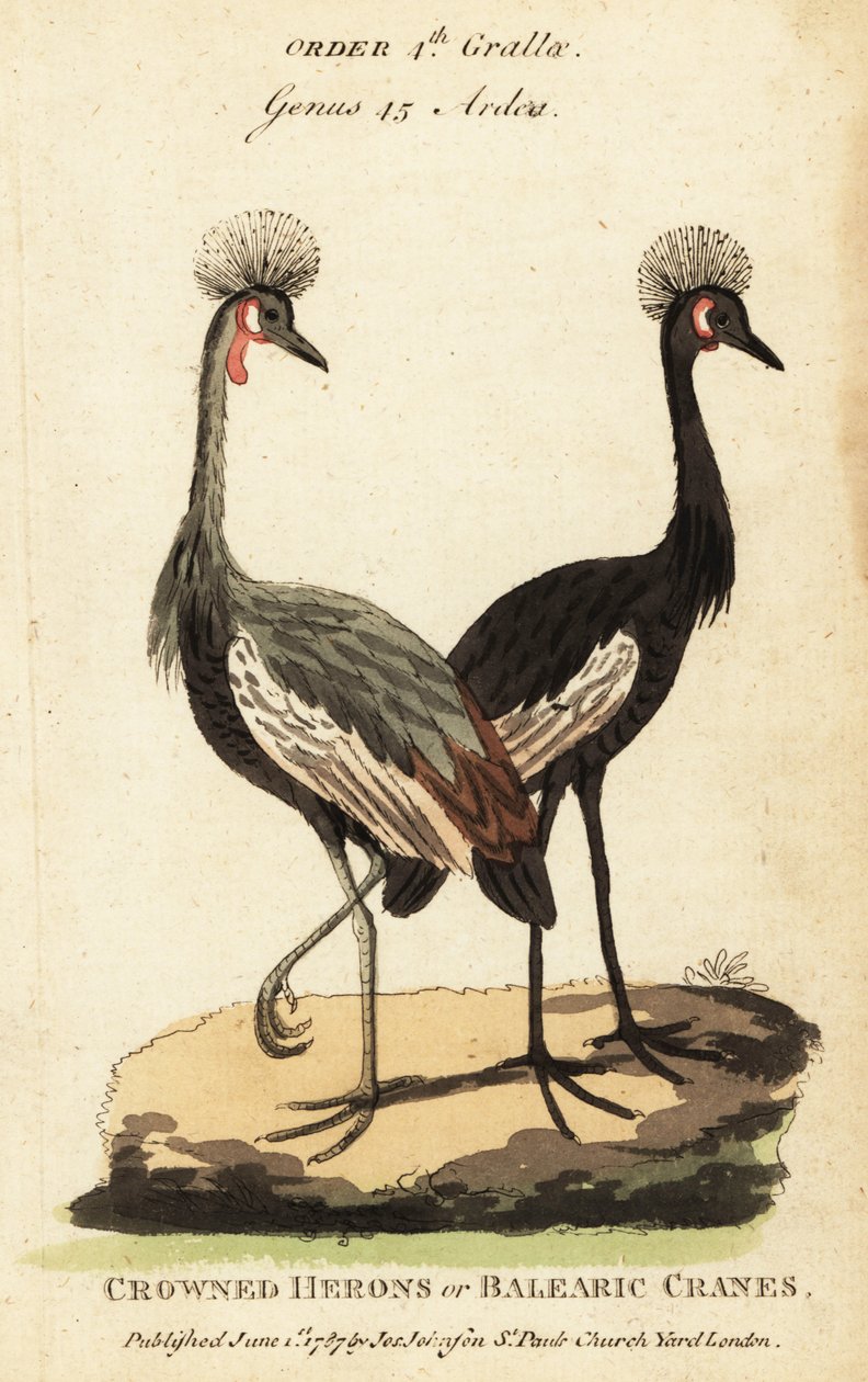 Koronnik czarny, Balearica pavonina autorstwa George (after) Edwards