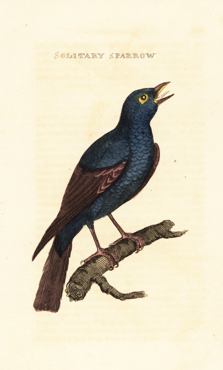 Niebieski drozd skalny , Monticola solitarius autorstwa George (after) Edwards