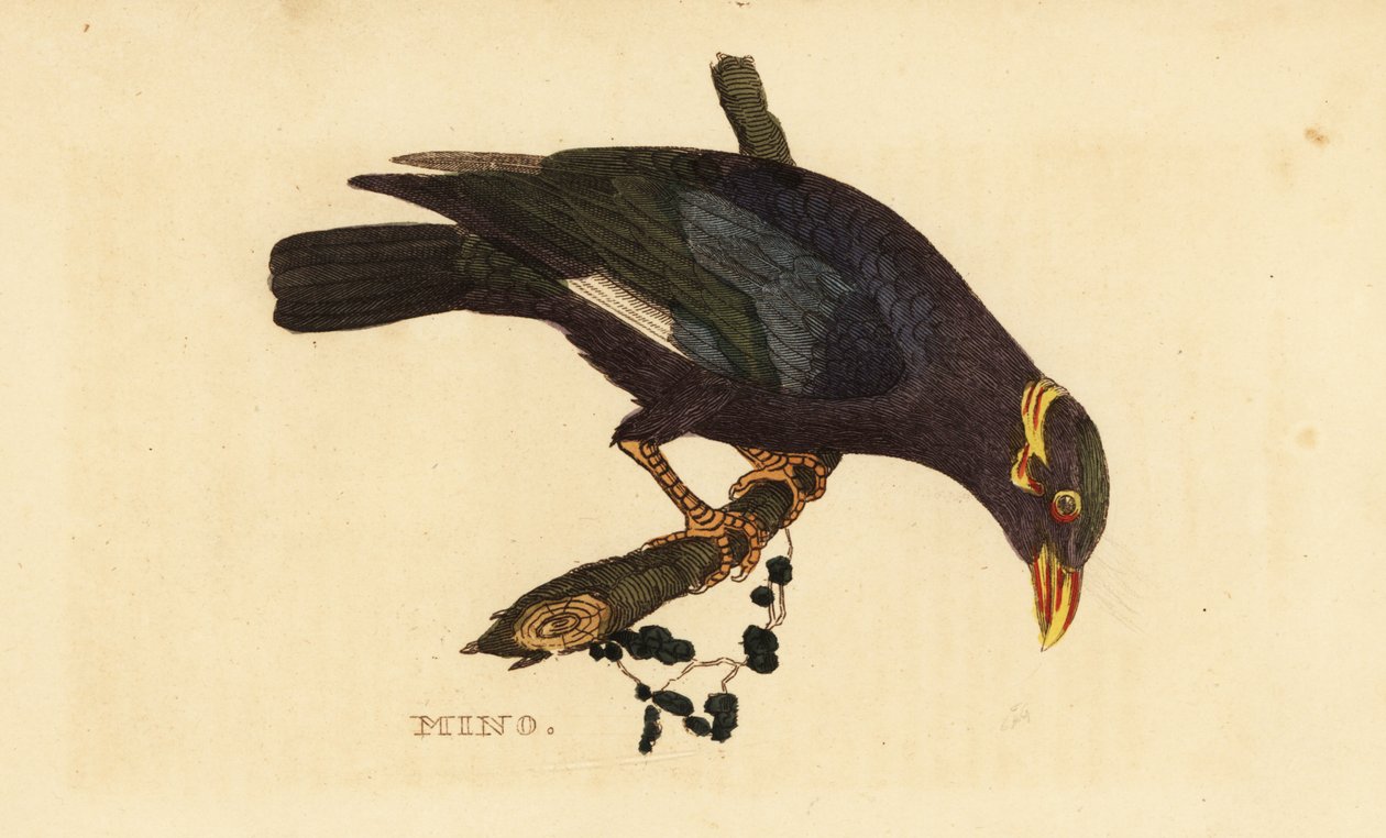 Myna z kołnierzem, Acridotheres albocinctus autorstwa George (after) Edwards