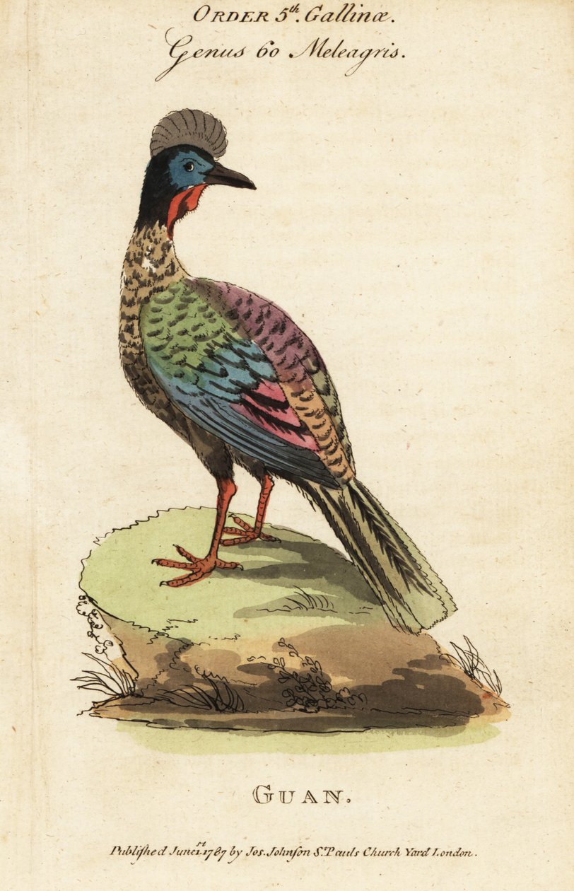 Czubacz czubaty , Penelope purpurascens autorstwa George (after) Edwards