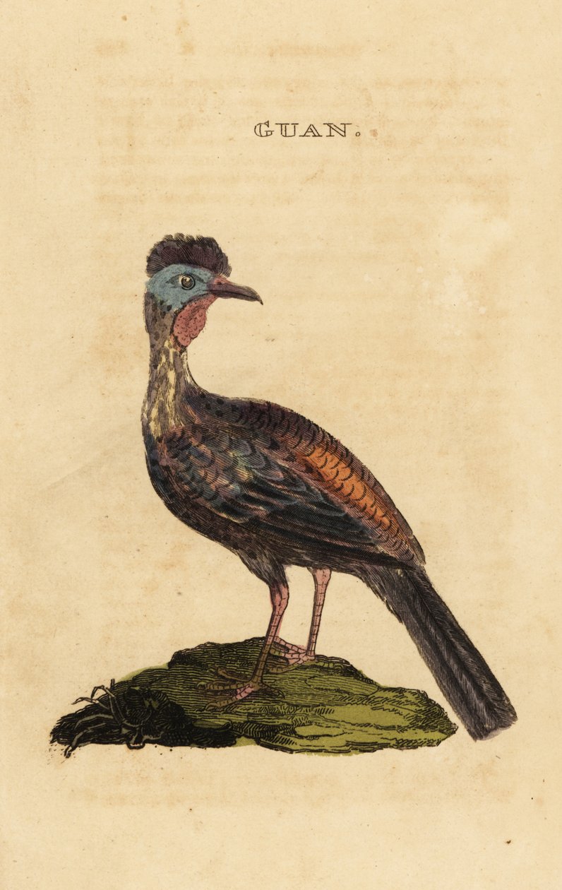 Czubacz czubaty , Penelope purpurascens autorstwa George (after) Edwards