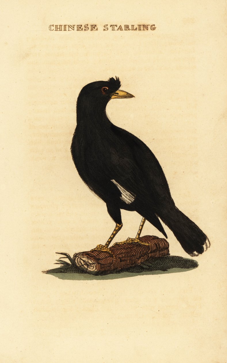 Crested myna , Acridotheres cristatellus autorstwa George (after) Edwards