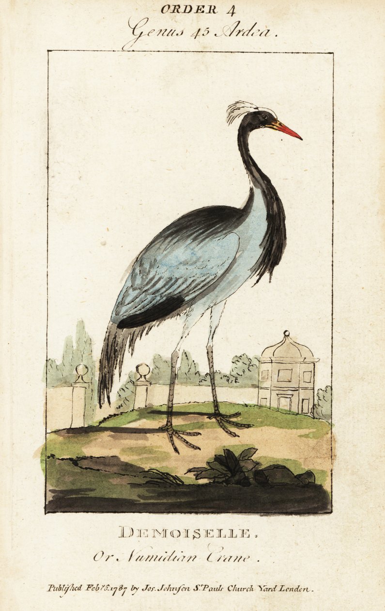Damsel lub żuraw numidyjski, Grus virgo autorstwa George (after) Edwards