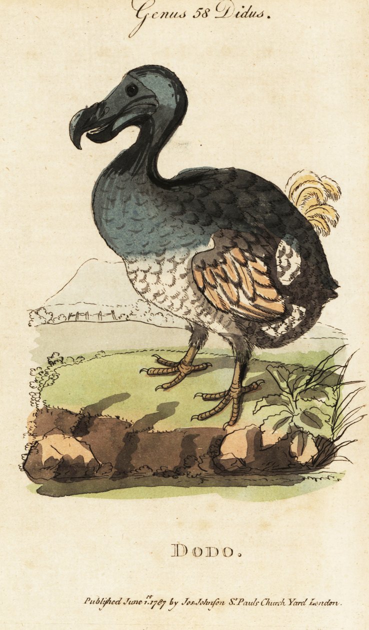 Wymarły dodo , Raphus cucullatus ( Didus ineptus ) autorstwa George (after) Edwards