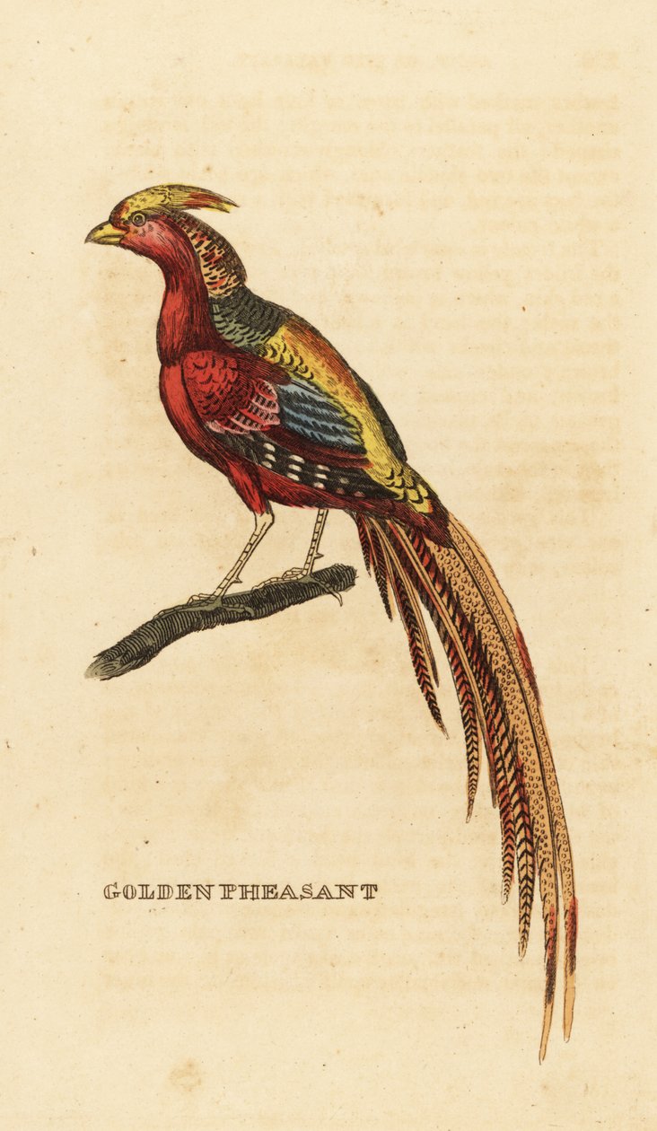 Bażant złocisty, Chrysolophus pictus autorstwa George (after) Edwards