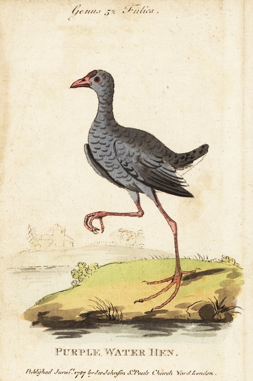 Byczek siwy , Porphyrio poliocephalus autorstwa George (after) Edwards