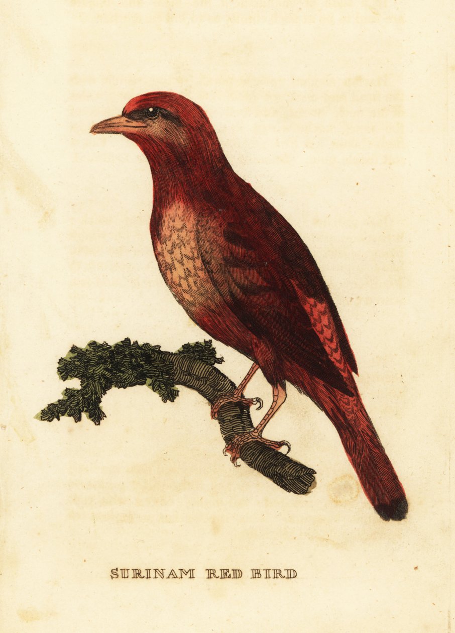 Guianan red cotinga, rzeźnik feniksa autorstwa George (after) Edwards