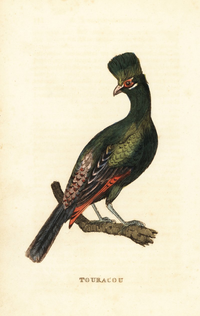 Guinea turaco lub zielony turaco, Tauraco persa autorstwa George (after) Edwards