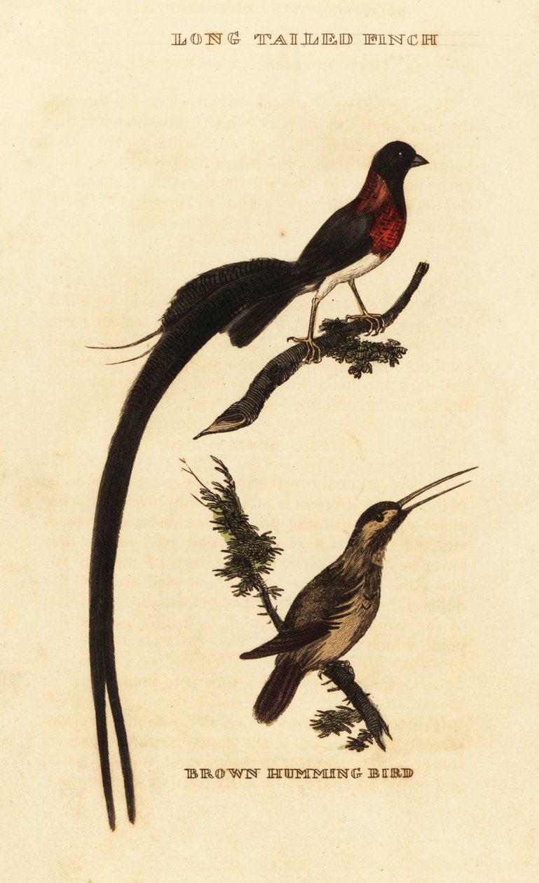 Raj długoogoniasty dlaczego, Vidua paradisaea i koliber rdzawy, Selasphorus rufus autorstwa George (after) Edwards