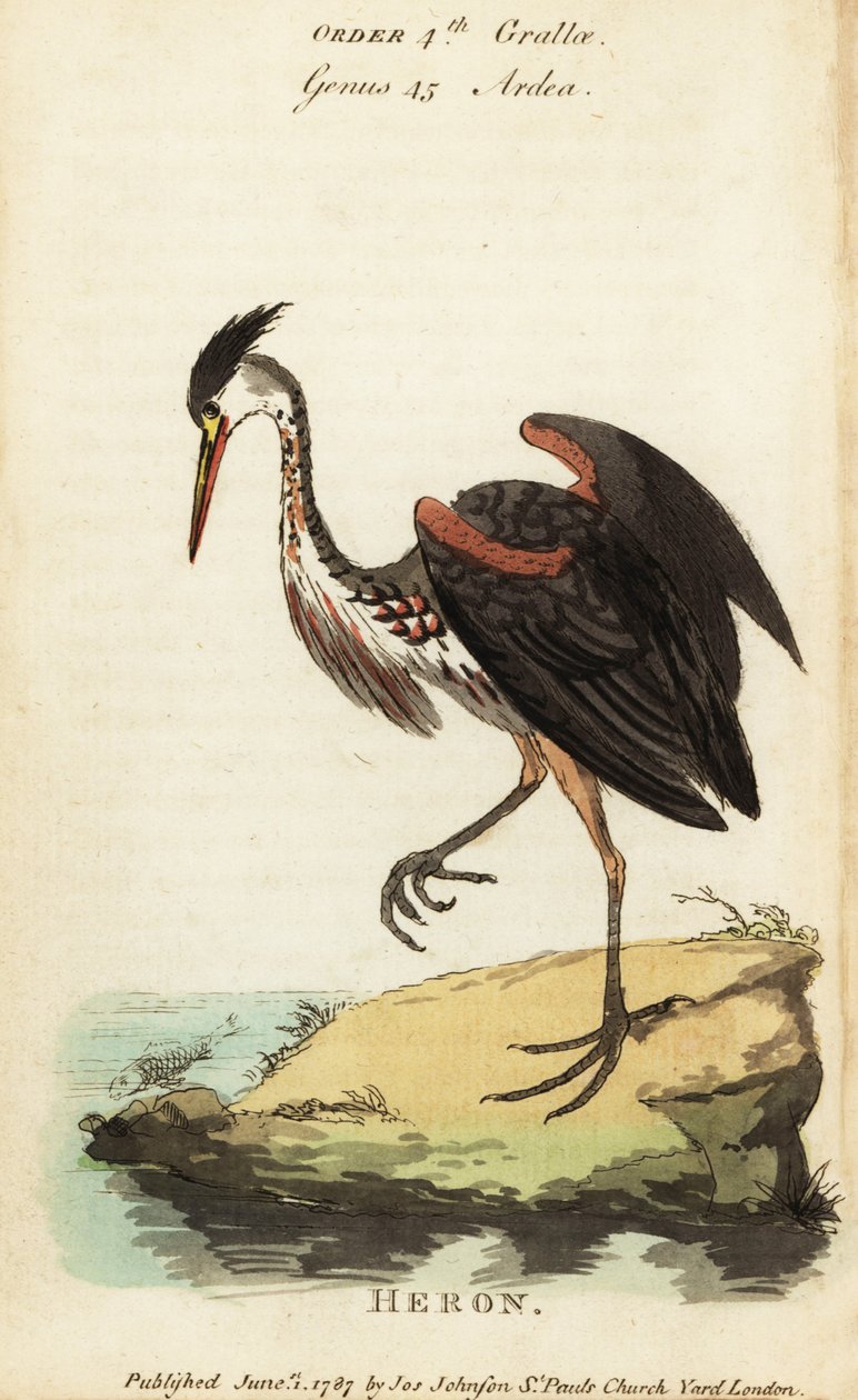 Czapla północnoamerykańska popielata , Ardea fusca autorstwa George (after) Edwards