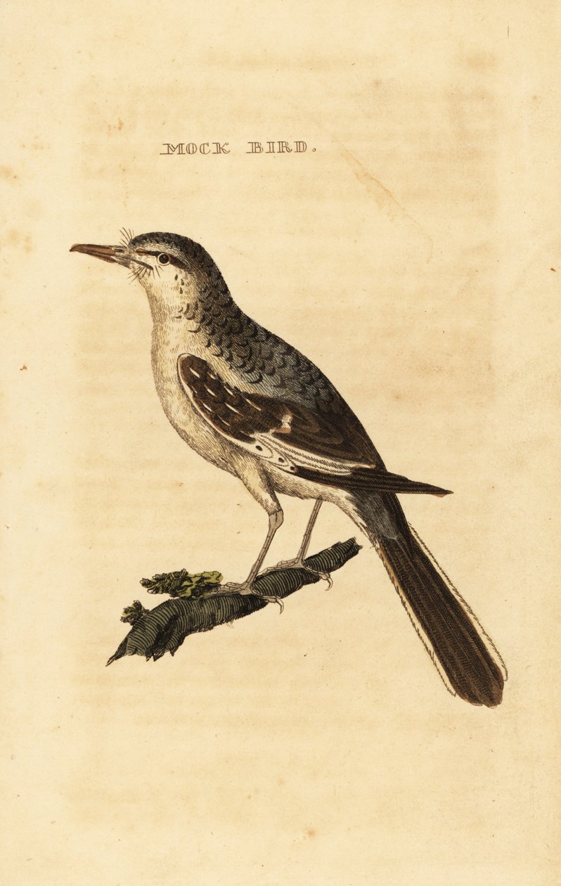 Przedrzeźniacz północny , Mimus polyglottos autorstwa George (after) Edwards