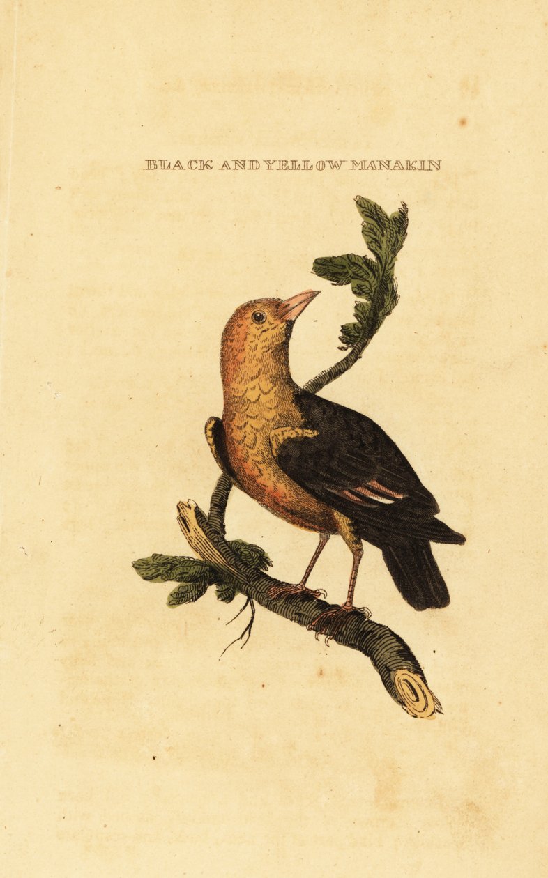 Manakin pomarańczowogłowy , Pipra aureola autorstwa George (after) Edwards