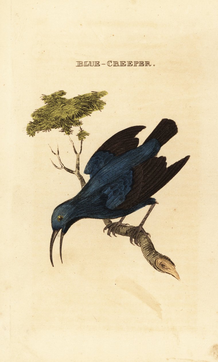 Miodownik purpurowy , Cyanerpes caeruleus autorstwa George (after) Edwards