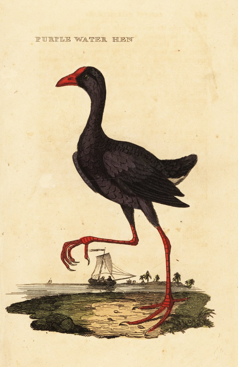 Purpurowy byczek , Porphyrio porphyrio autorstwa George (after) Edwards