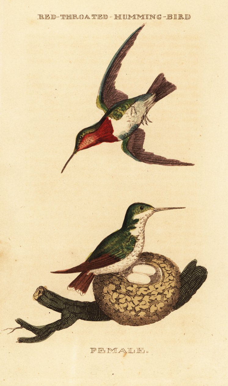 Koliber rubinobrody , Archilochus colubris autorstwa George (after) Edwards