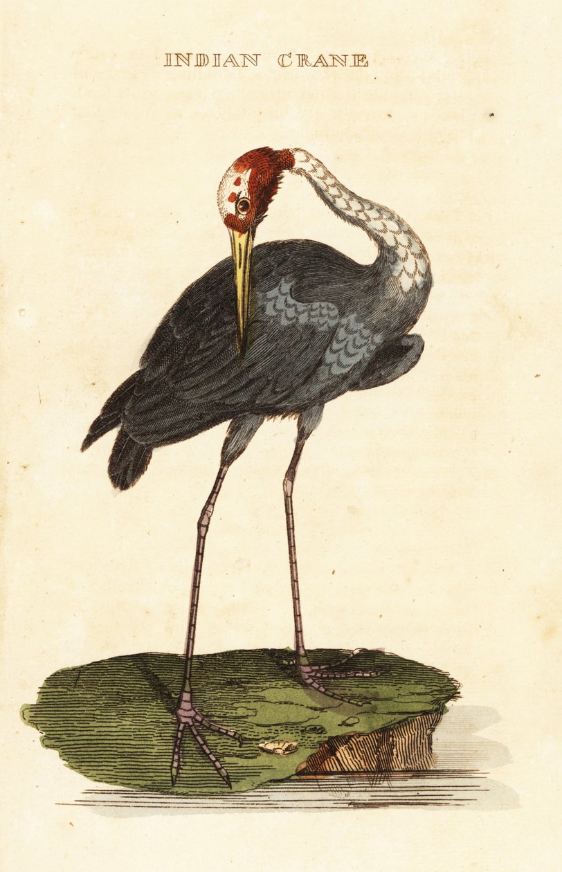 Żuraw Sarus, Antygona Antygona autorstwa George (after) Edwards