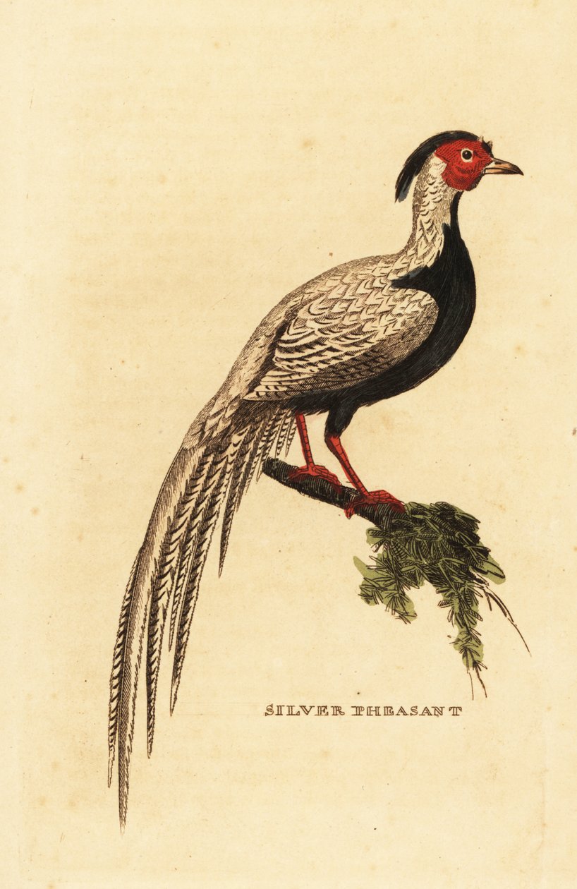 Bażant srebrny, Lophura nycthemera autorstwa George (after) Edwards