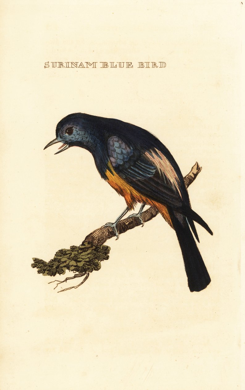 Tanager srebrzysty, dolina Tangara autorstwa George (after) Edwards